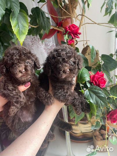 Той-пудель ред браун, шоколад, черные. Мальтипу