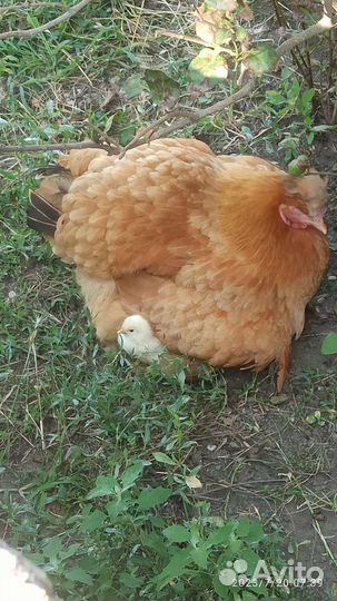 Цыплята домашние