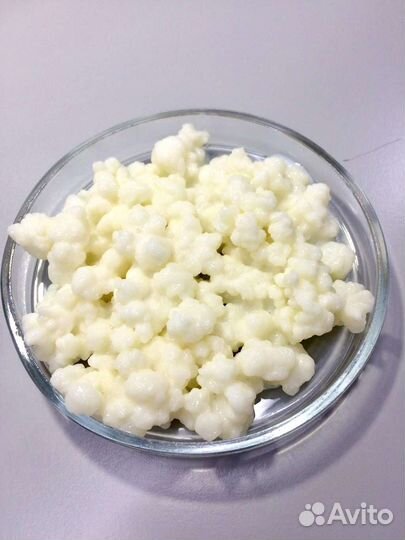 Тибетский молочный гриб