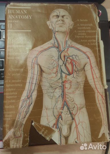 Human anatomy vol2, анатомия человека часть 2