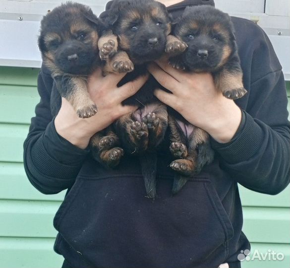 Щенки немецкой овчарки бронь