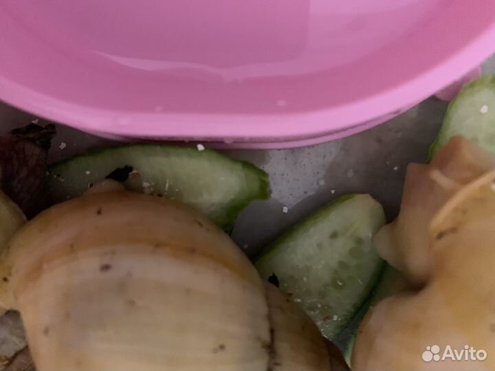 Улитки ахатины
