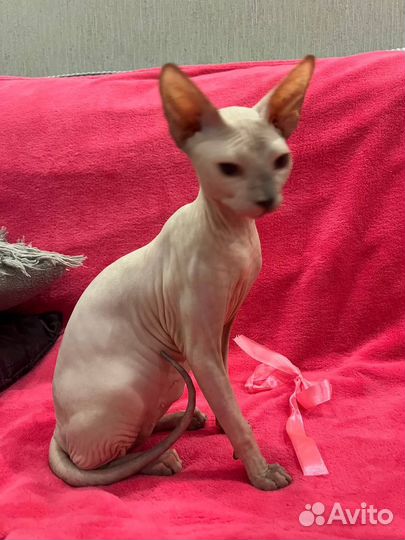 Донской сфинкс котенок