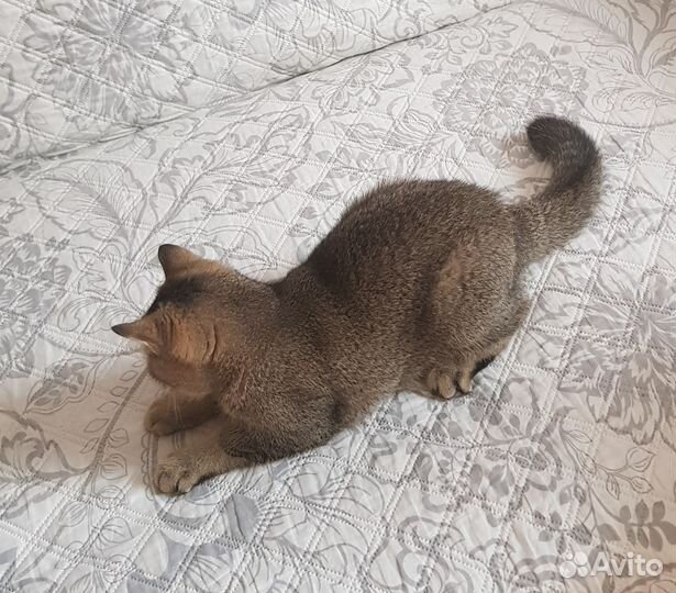 Шотландец