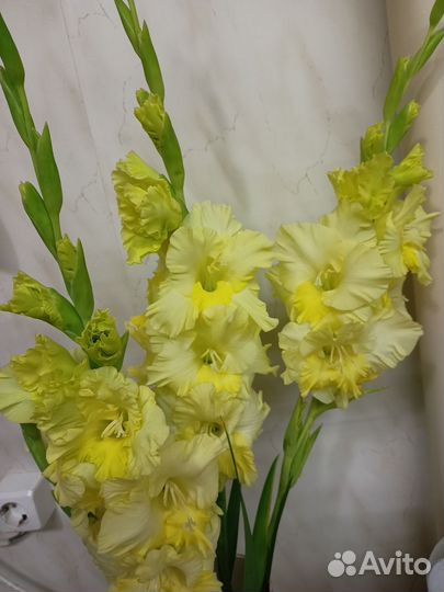 Гладиолусы луковицы
