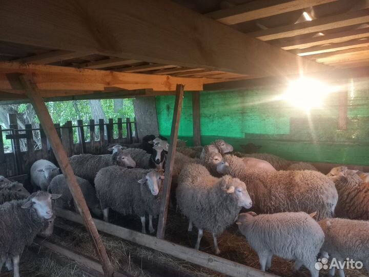 Овцы и бараны