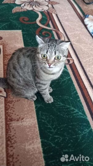 Кошки в добрые руки бесплатно