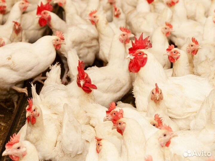 Куры несушки породы Леггорн