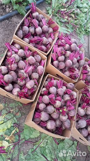 Свекла новый урожай 2024