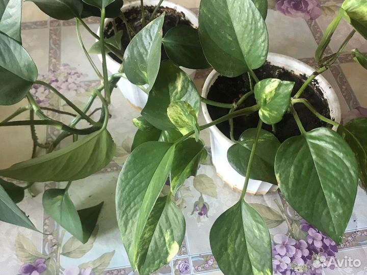 Сциндапсус золотистый