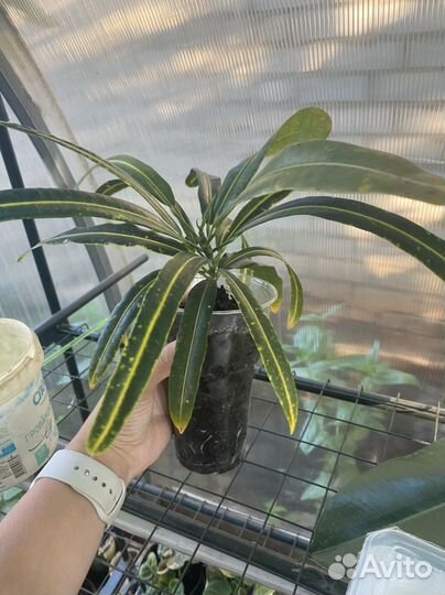 Кротон узколистный