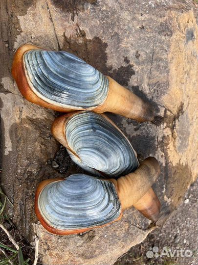 Устрицы Дальневосточные и живые моллюски