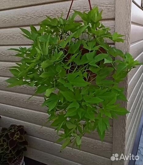 Ипомея батат - шикарный ампельный многолетник