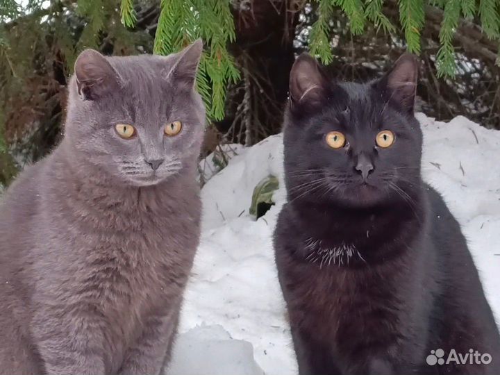 Отдам котенка в добрые руки