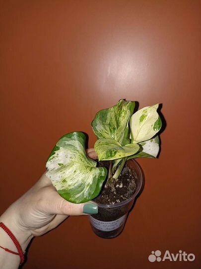 Сциндапсусы, филодендроны, монстеры 2