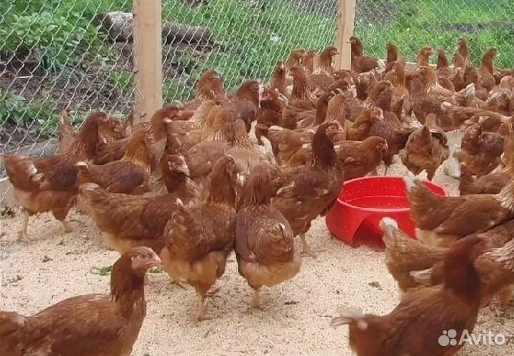 Куры молодки несушки Куры от нас - яйца у вас