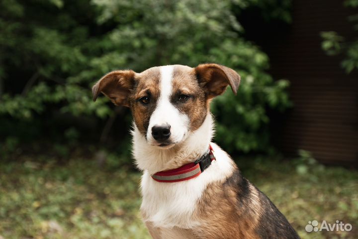 Милый и скромный щенок в добрые руки