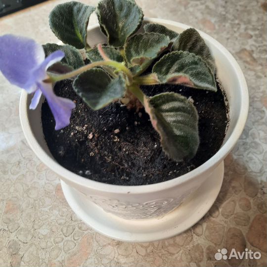 Фиалки цветы