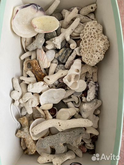 Ракушки кораллы