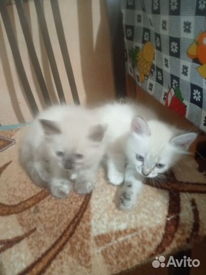Котята в добрые руки бесплатно