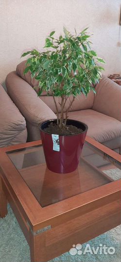 Фикус Бенджамина