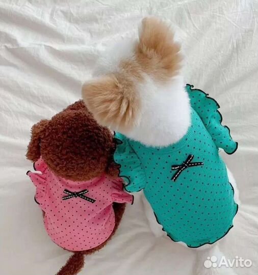Одежда для собак