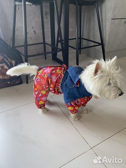 Одежда для собак