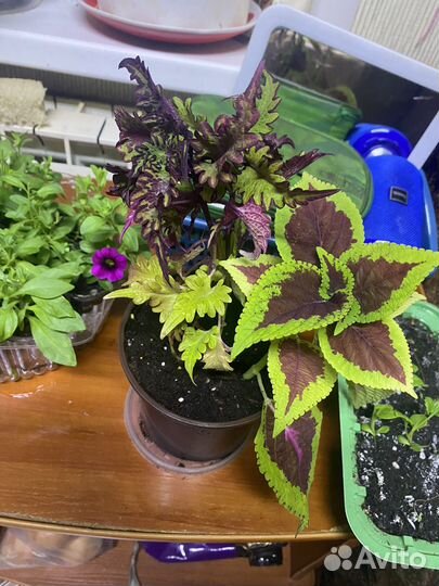 Рассада Колеус