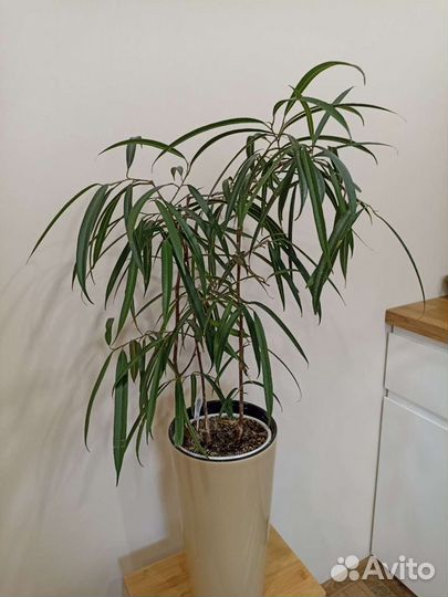 Фикус Бенедикт Али