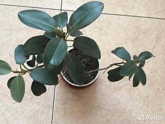 Цветок фикус