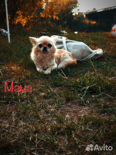 Щенки чихуахуа