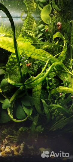 Аквариум травник