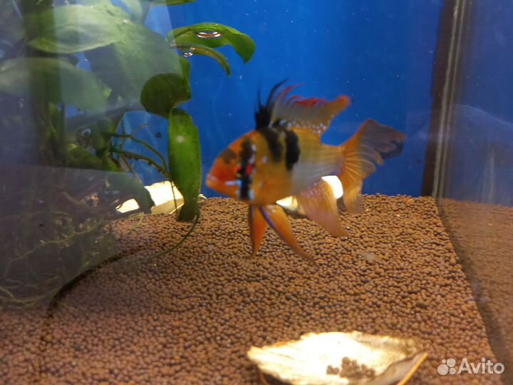 Аквариумные рыбки
