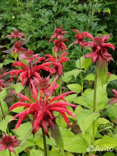 Цветы, саженцы для сада, дачи, монарда