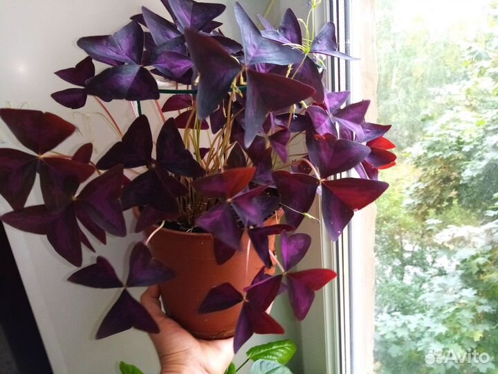 Гинура, кислица, фиалка, бегония и пеперомия