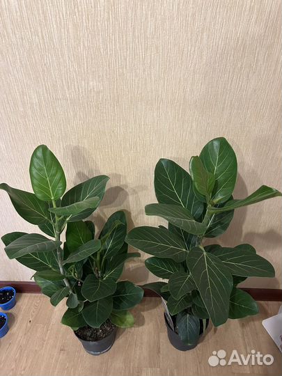 Фикус бенгальский Андрей