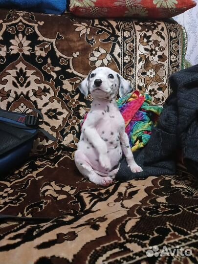 Далматинец щенок