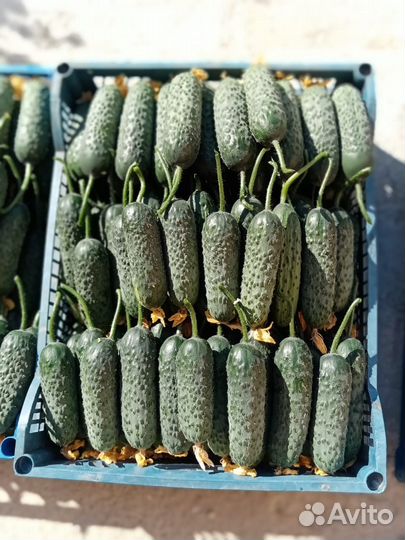 Свежие домашние с грядки