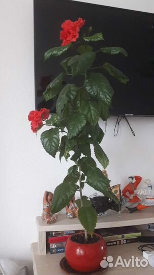 Пальма юкка,алоэ лечебное,фиалка