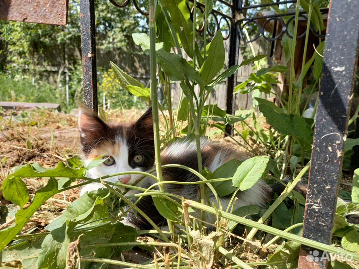 Котята мейн-кун метис