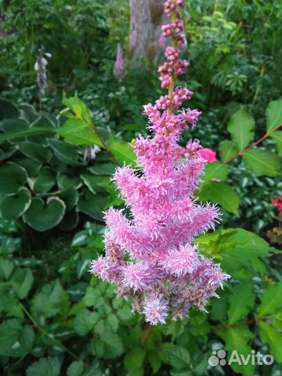 Многолетние цветы для сада