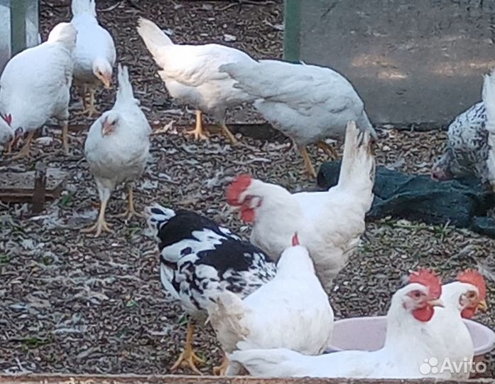 Молодые петухи породистые
