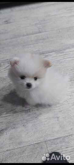 Щенки шпица мини