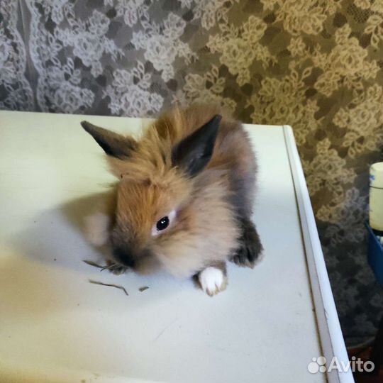 Карликовые кролики