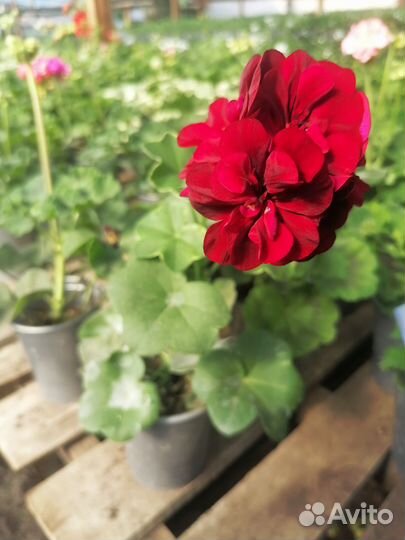 Герани сортовые