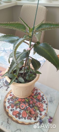 Комнатные цветы