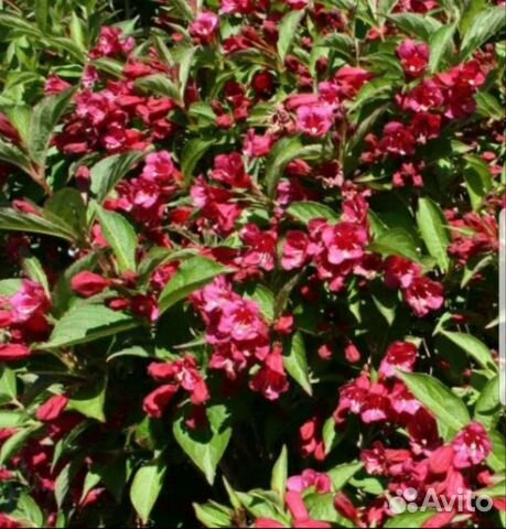 Вейгела ранняя Розовые колокола Цветы многолетние. Семена многолетние