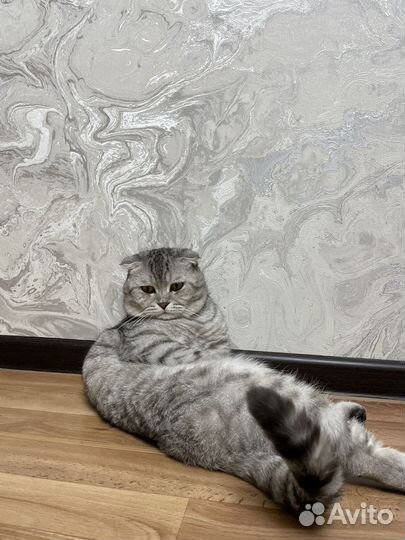Кот для вязки