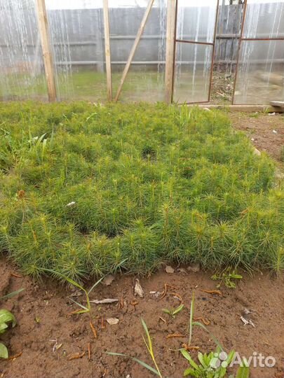 Сеянцы сосны обыкновенной (окс) однолетки