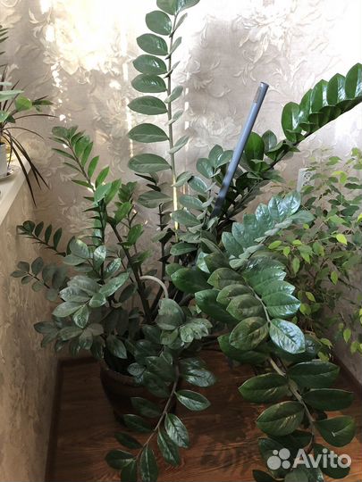 Замиокулькас